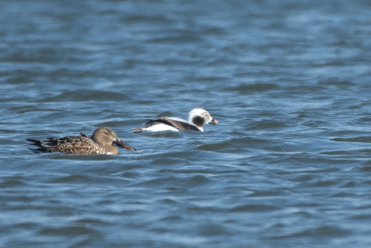 Long-tailed Duck - ML146282291