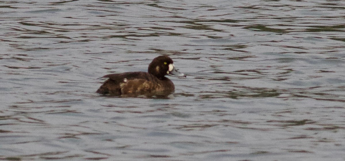 Greater Scaup - ML146283171