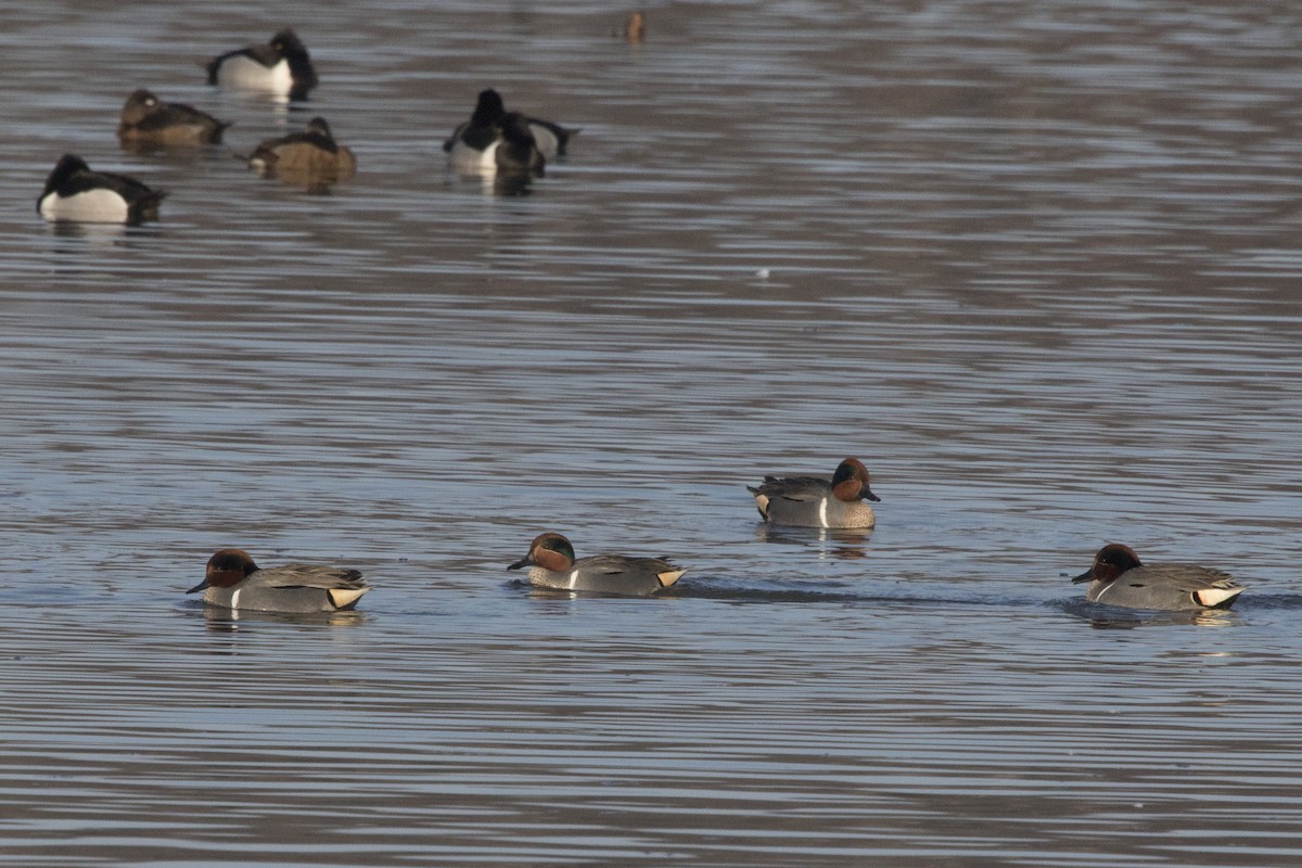 Green-winged Teal - ML146284531