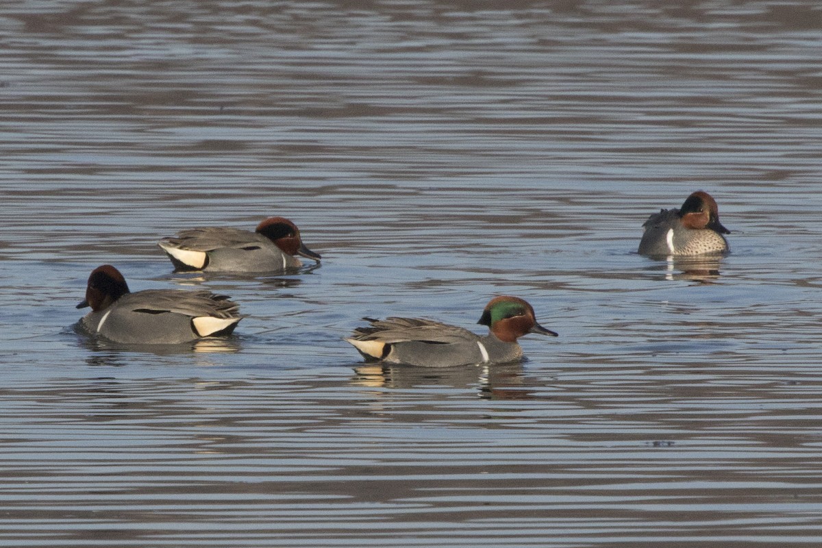 Green-winged Teal - ML146284551