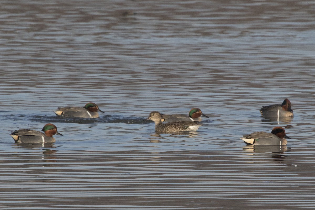 Green-winged Teal - ML146284871