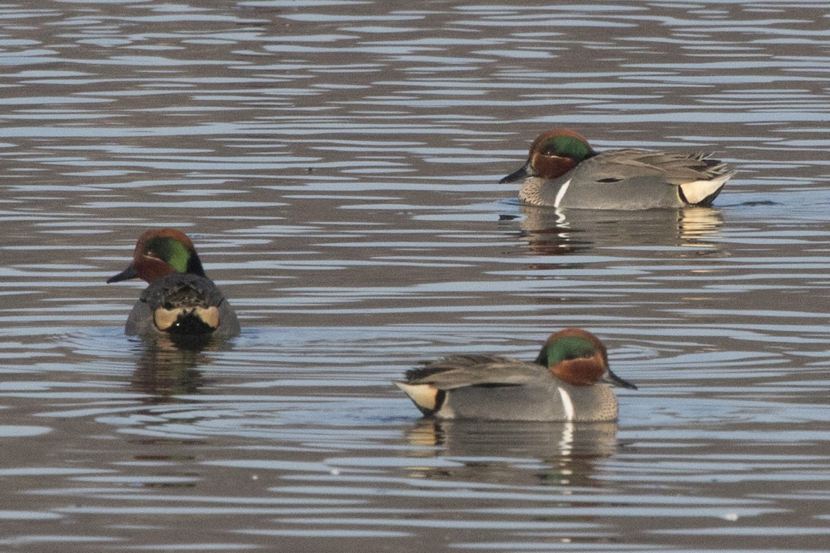 Green-winged Teal - ML146285021