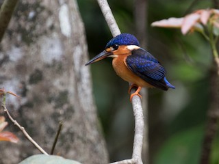 Молодая птица - Raphael Lebrun - ML146286681