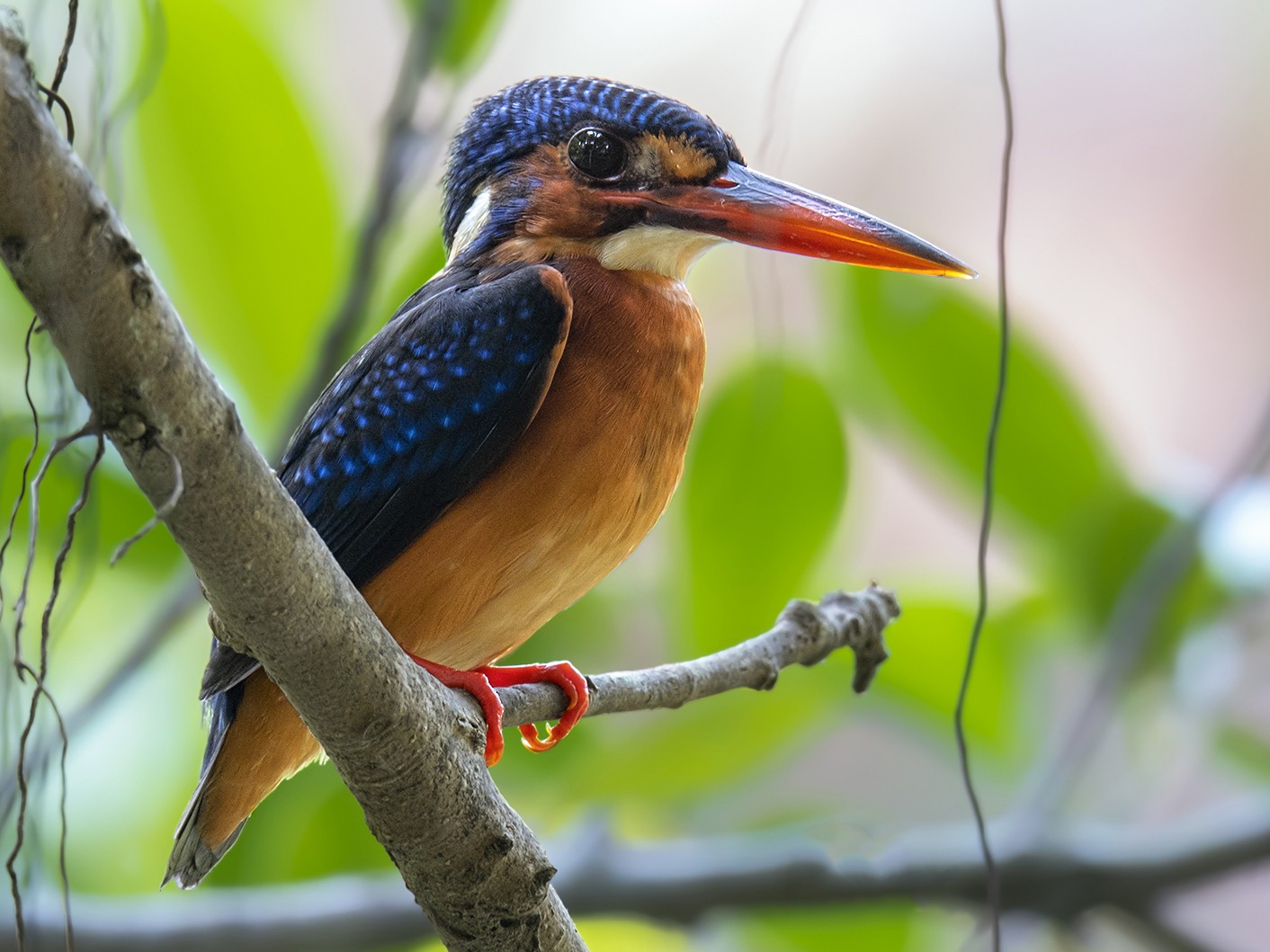Blue-eared Kingfisher - Partha Roy