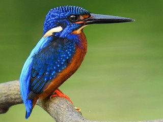  - Blue-eared Kingfisher