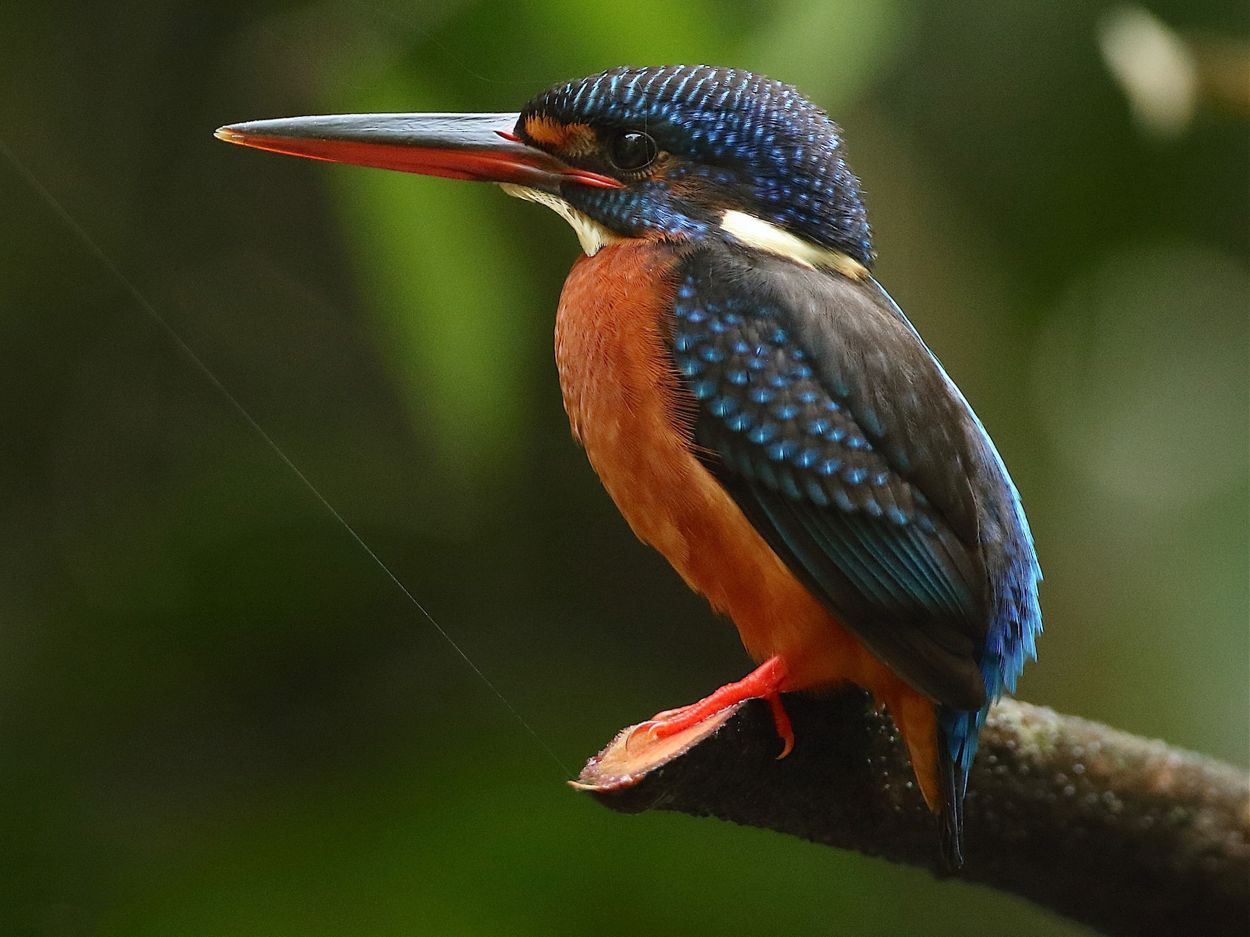 Blue-eared Kingfisher - Savio Fonseca (www.avocet-peregrine.com)