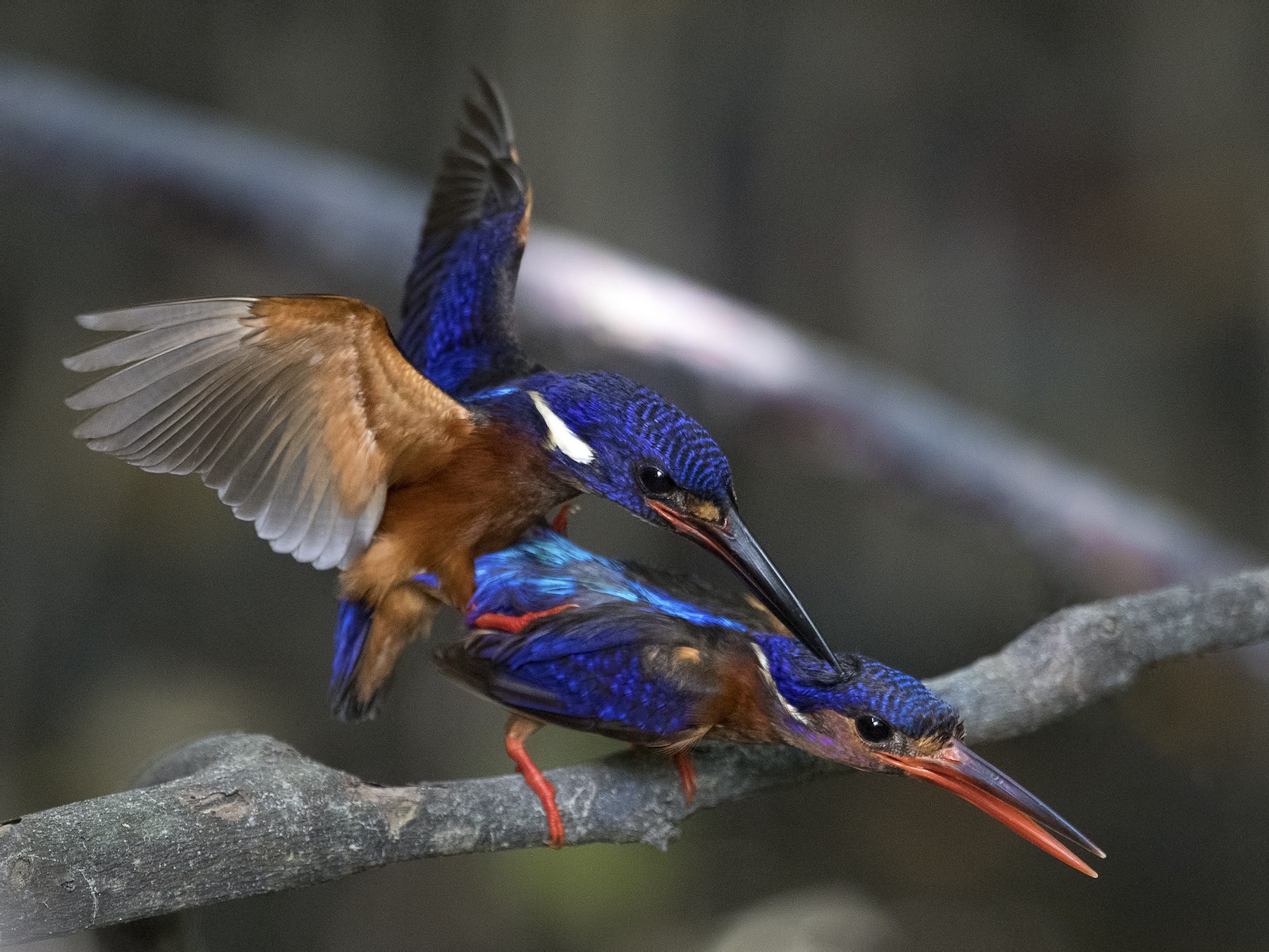 Blue-eared Kingfisher - Wai Loon Wong