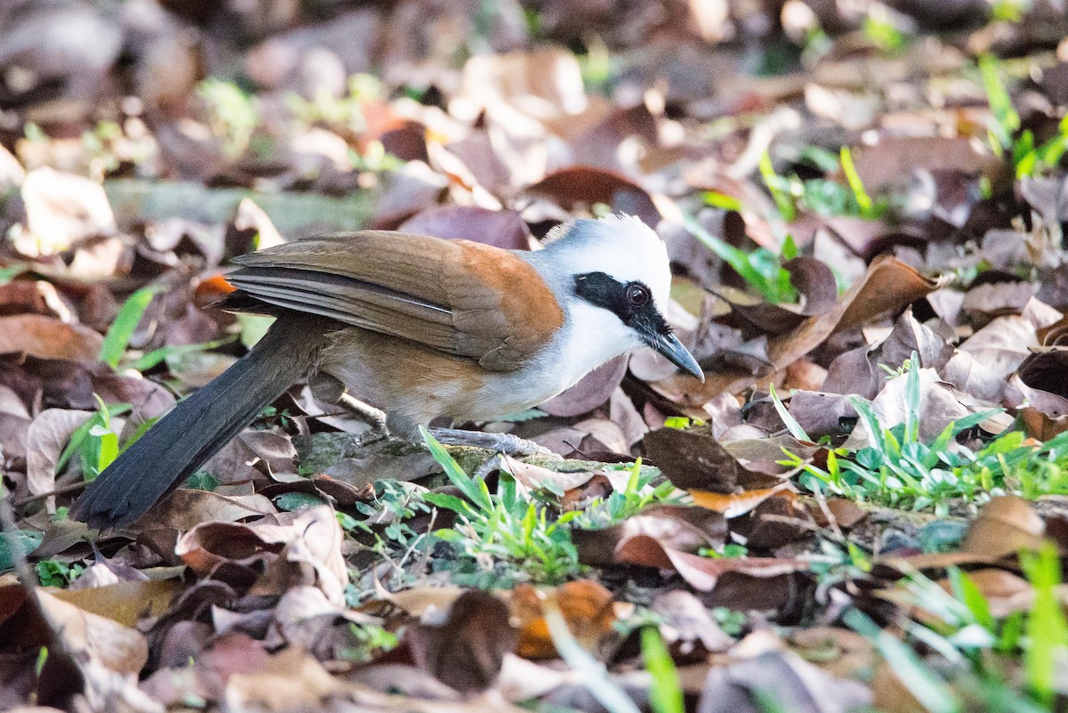 White-crested Laughingthrush - Jan Lile
