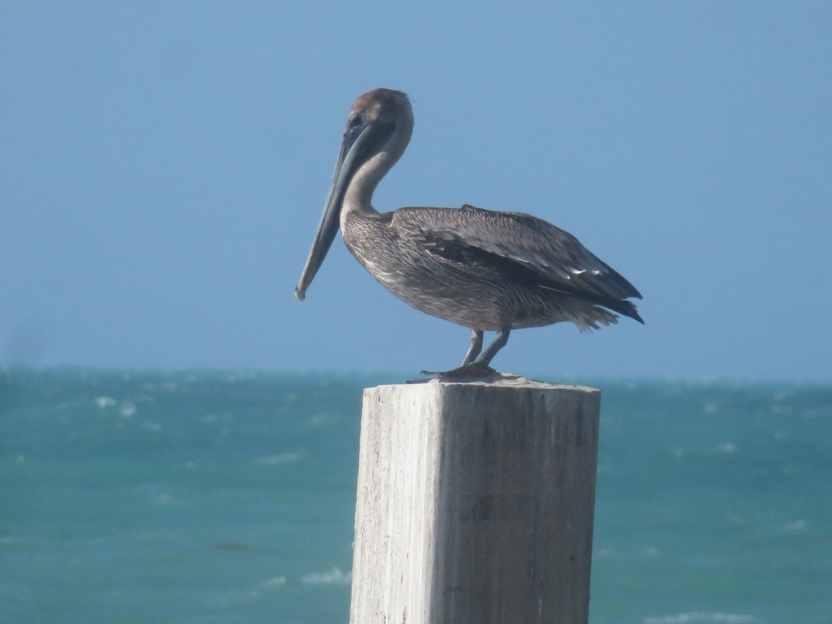 Brown Pelican (Atlantic) - Margaret Higbee