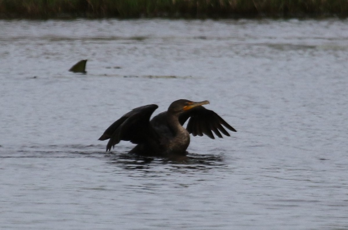 Double-crested Cormorant - Bruce  Purdy
