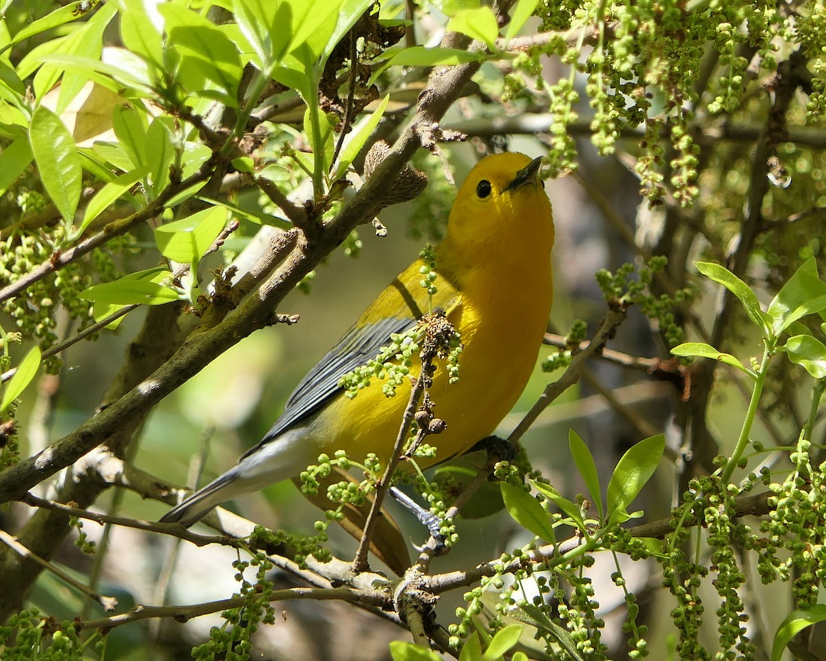 Prothonotary Warbler - Michael B.  Cooper