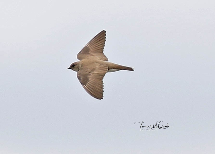 Northern Rough-winged Swallow - Tammy McQuade
