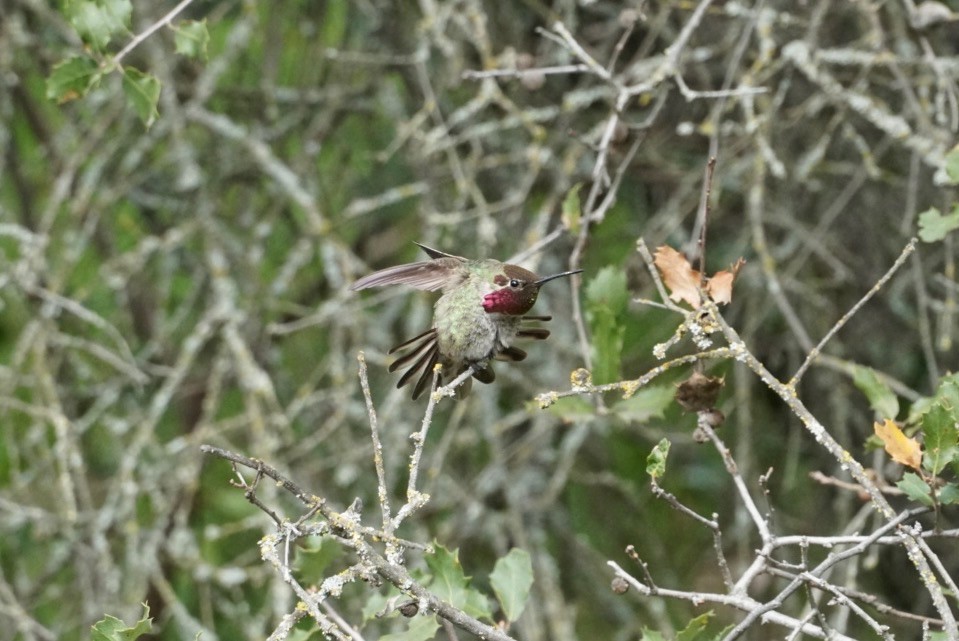 Anna's Hummingbird - ML146296011