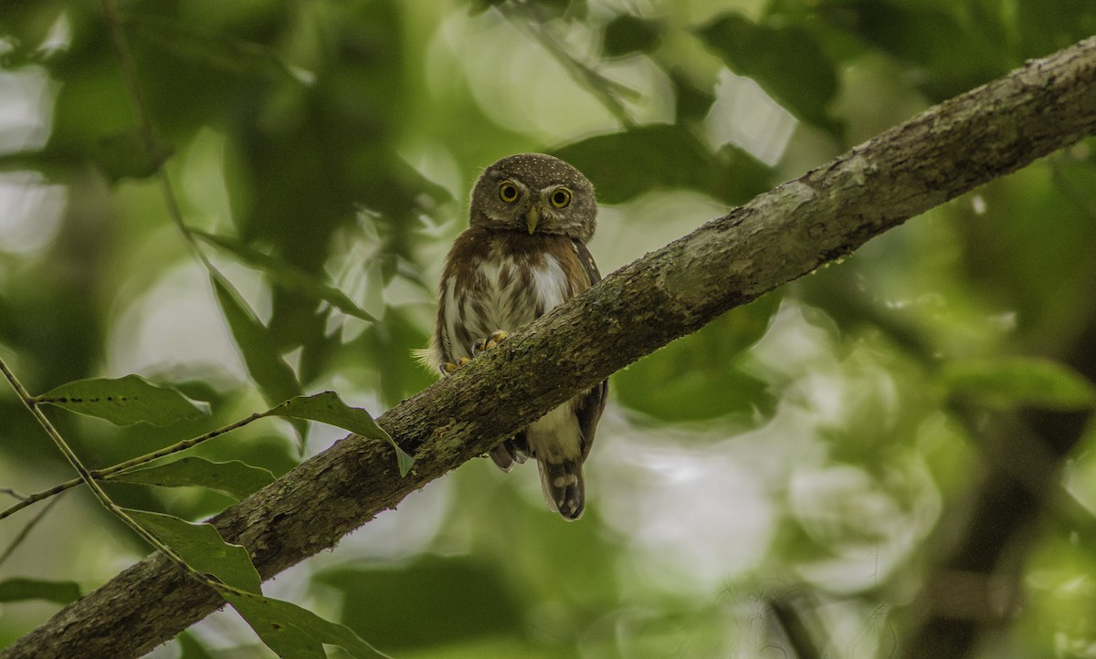 Central American Pygmy-Owl - ML146296731