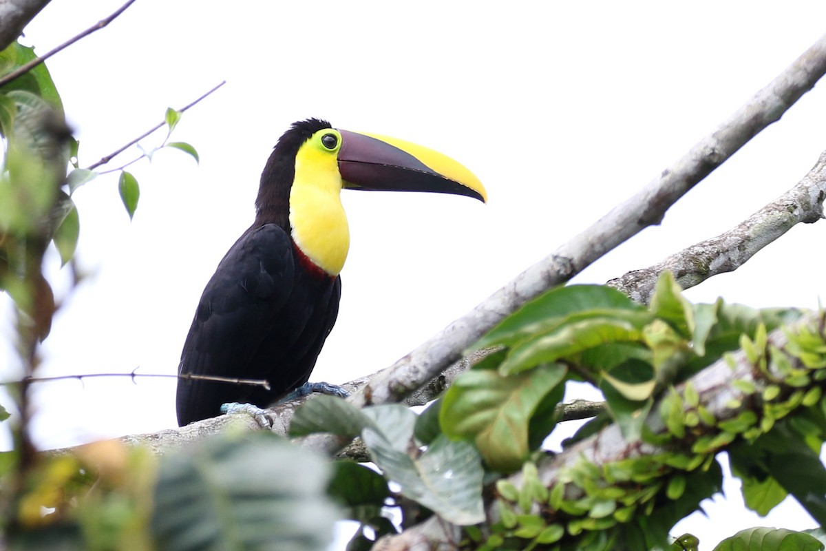 Yellow-throated Toucan (Chestnut-mandibled) - Dave Beeke