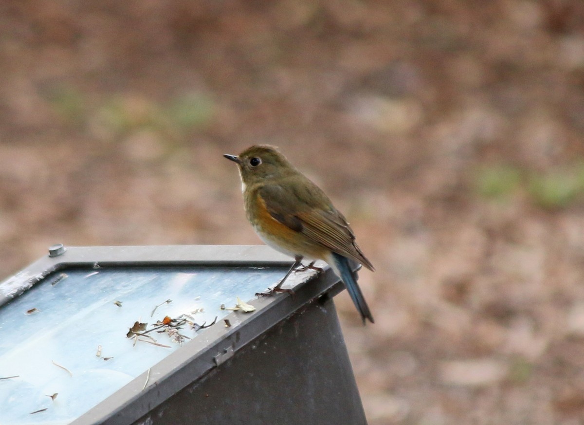 Red-flanked Bluetail - Andrew S. Aldrich