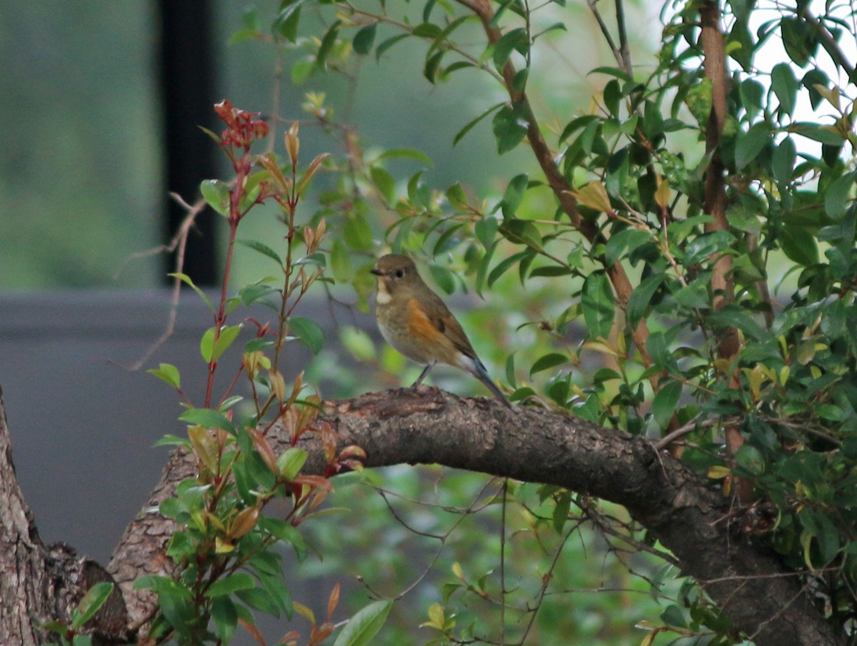 Red-flanked Bluetail - ML146300041