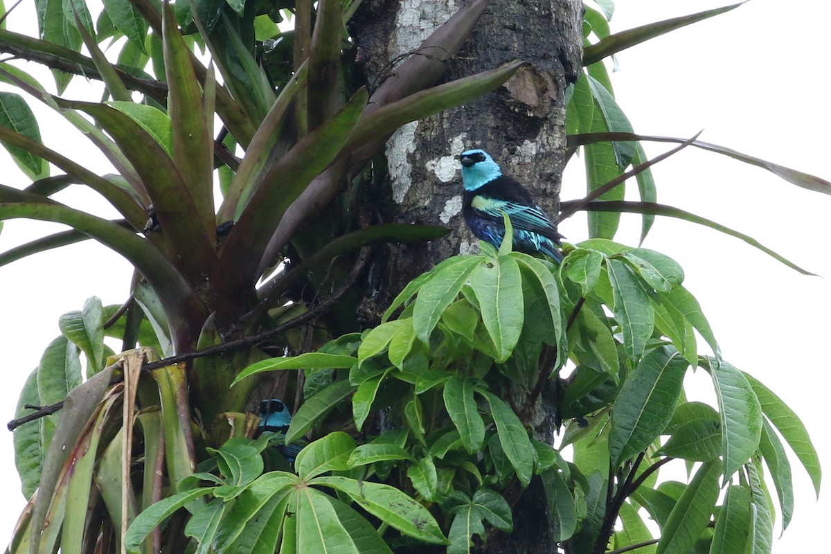 Blue-necked Tanager - ML146300201