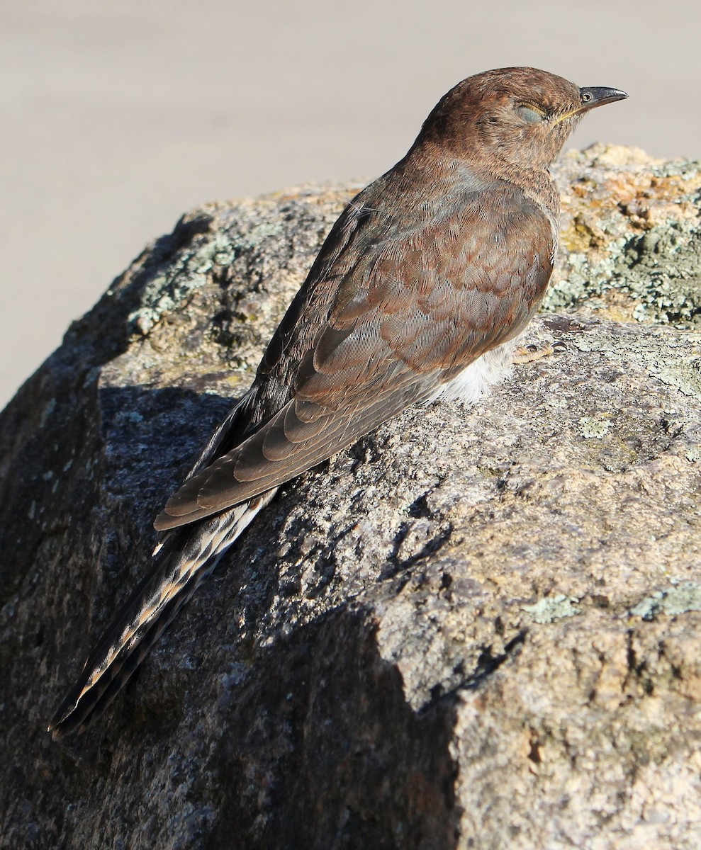 Fan-tailed Cuckoo - Ross Brown