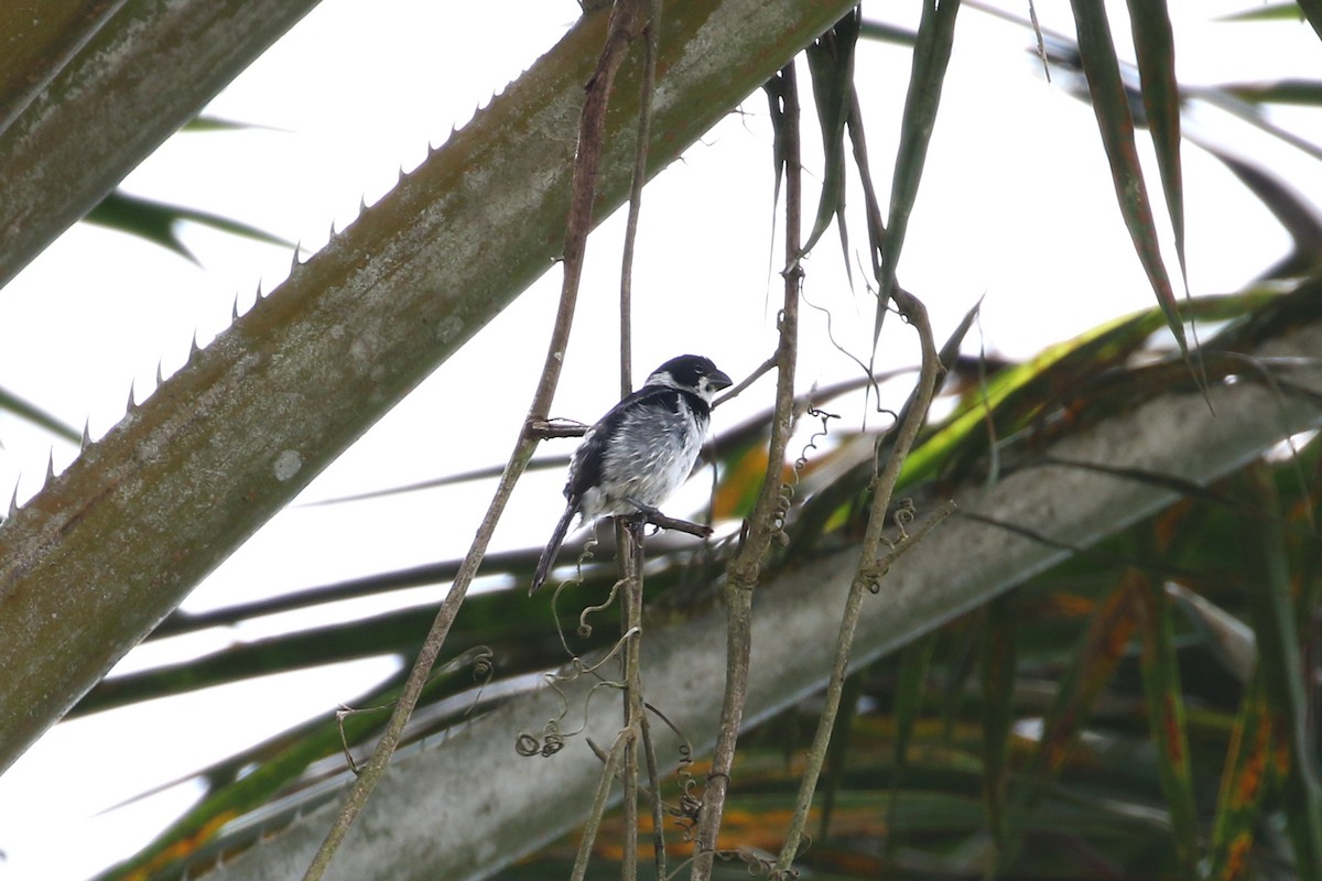 Variable Seedeater - ML146300581