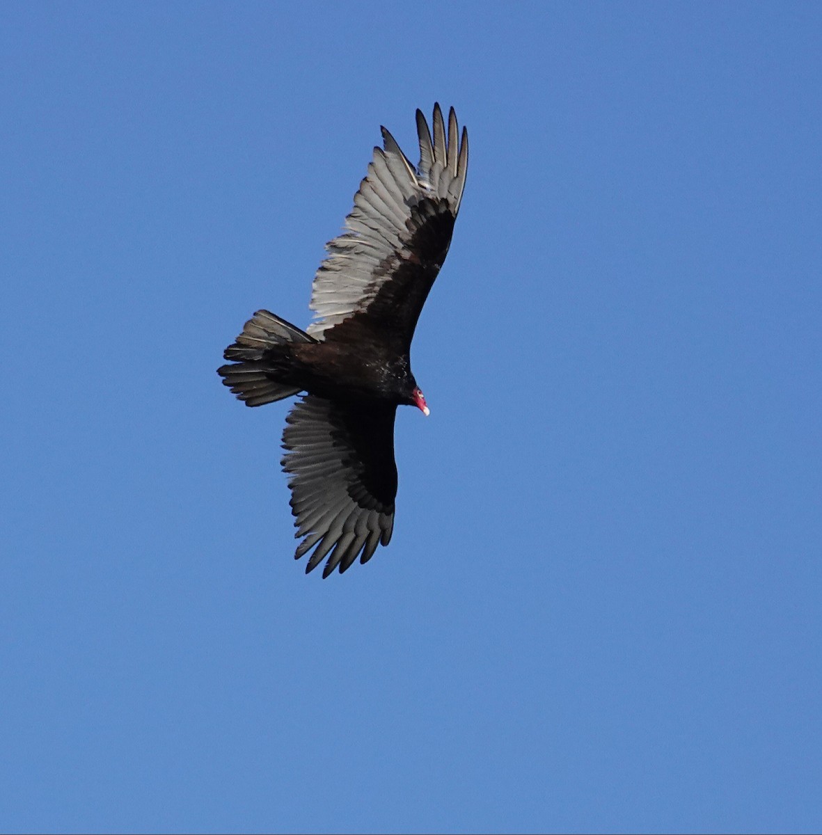 Turkey Vulture - Kathleen Horn