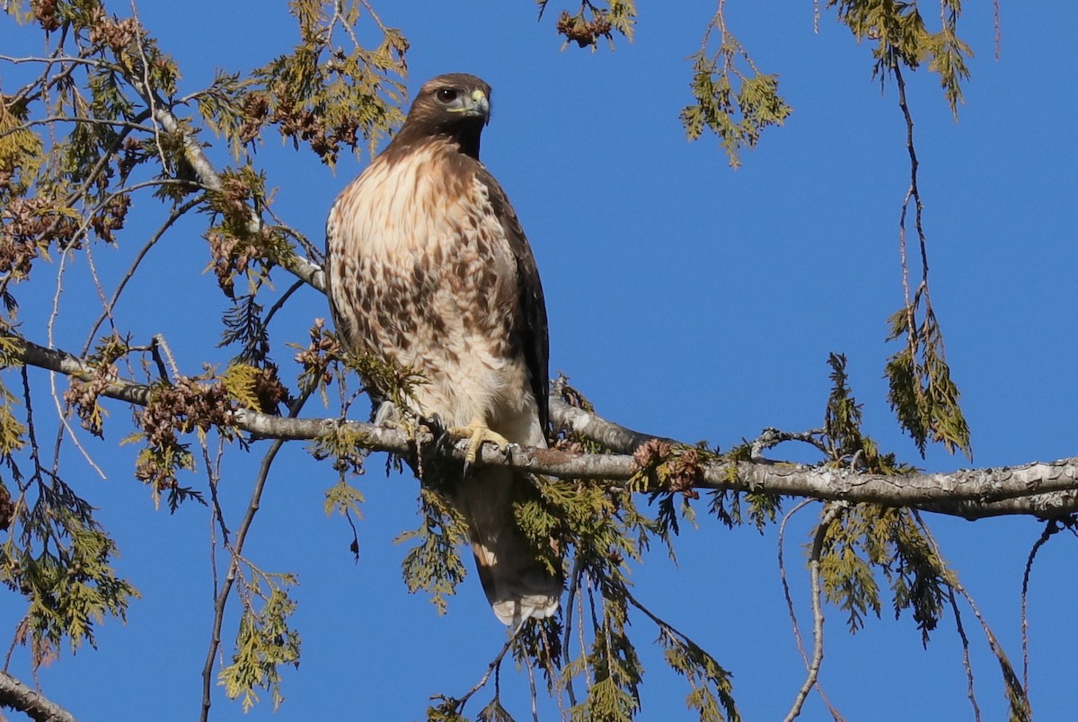 Red-tailed Hawk - Warren Cronan