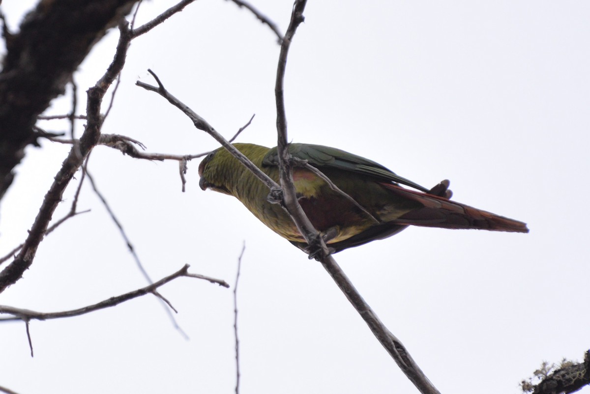 Austral Parakeet - Patricio Hurtado