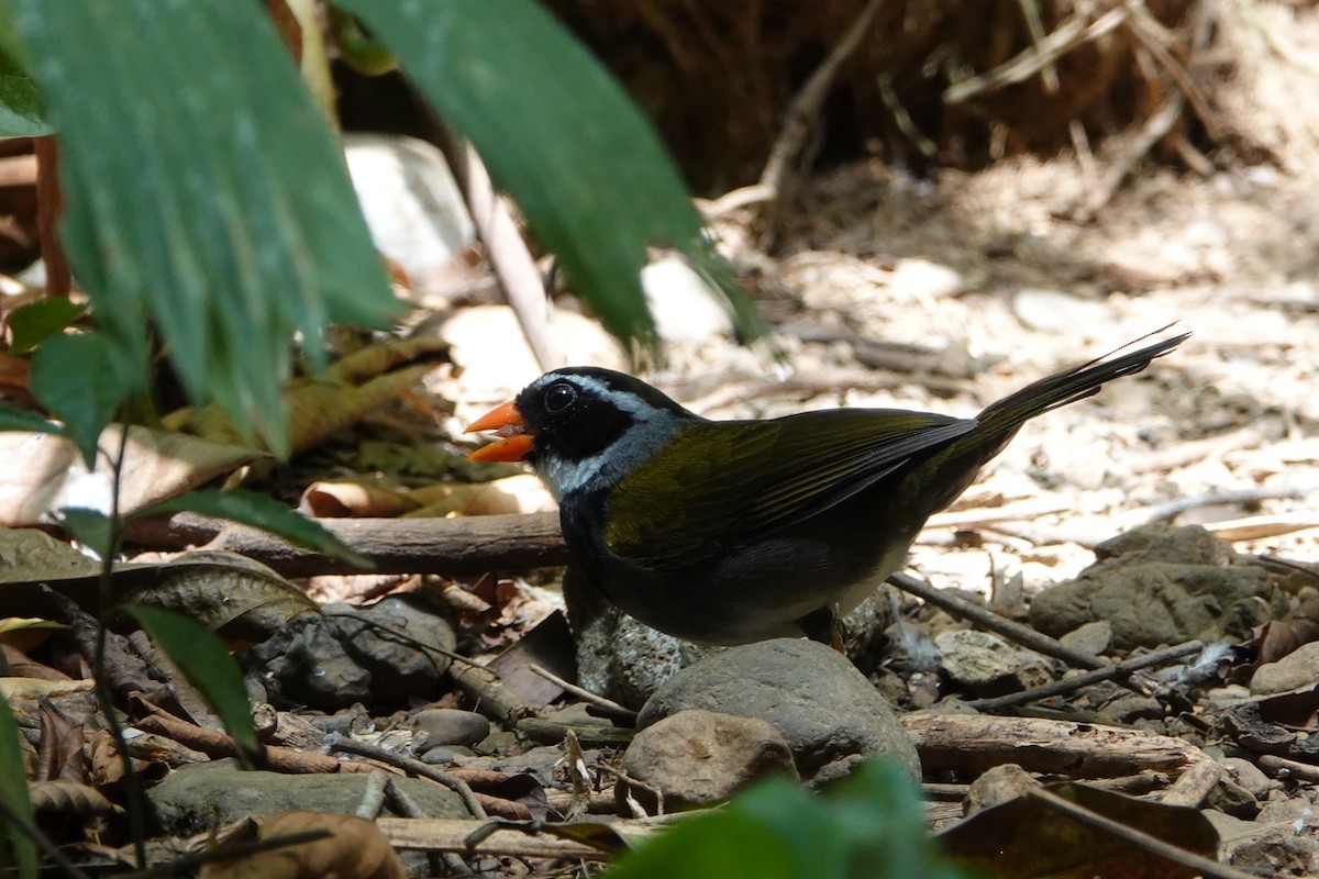 Orange-billed Sparrow - Mark Eveland