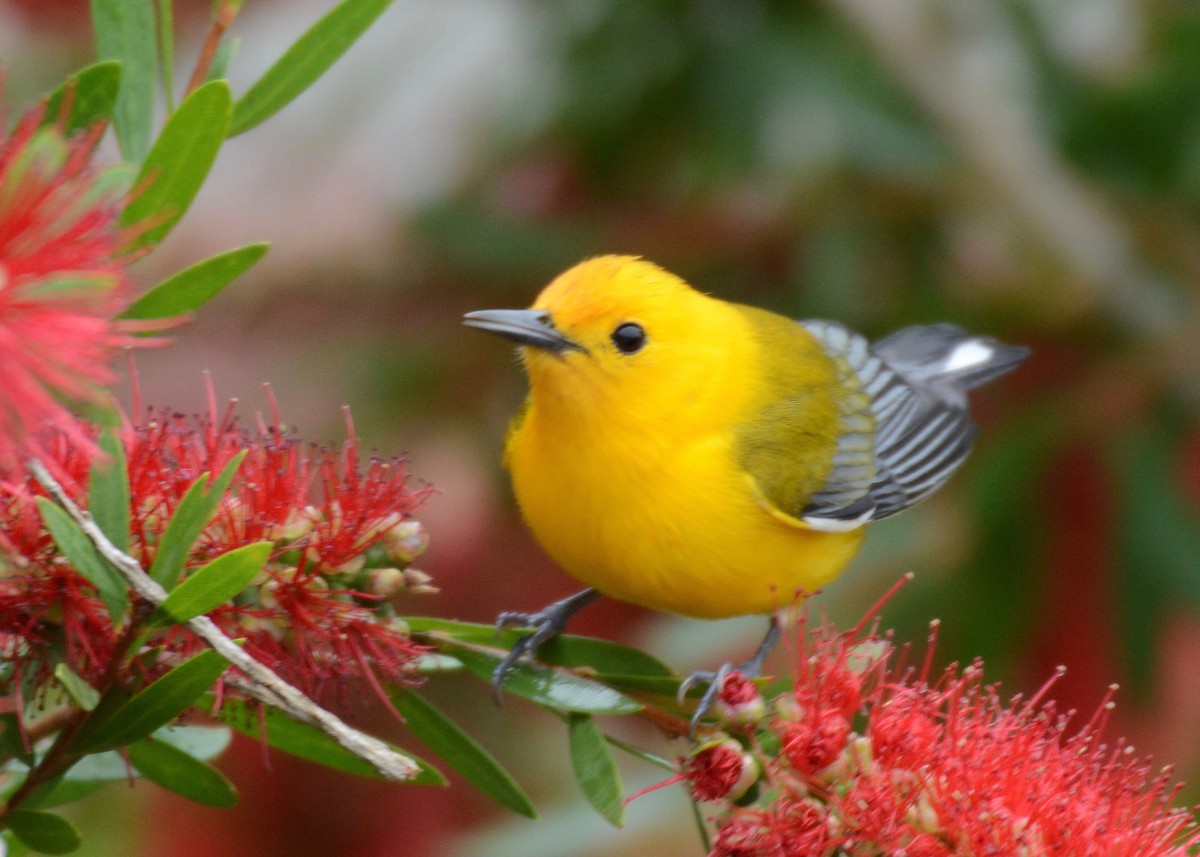 Prothonotary Warbler - Jerry Mussulman