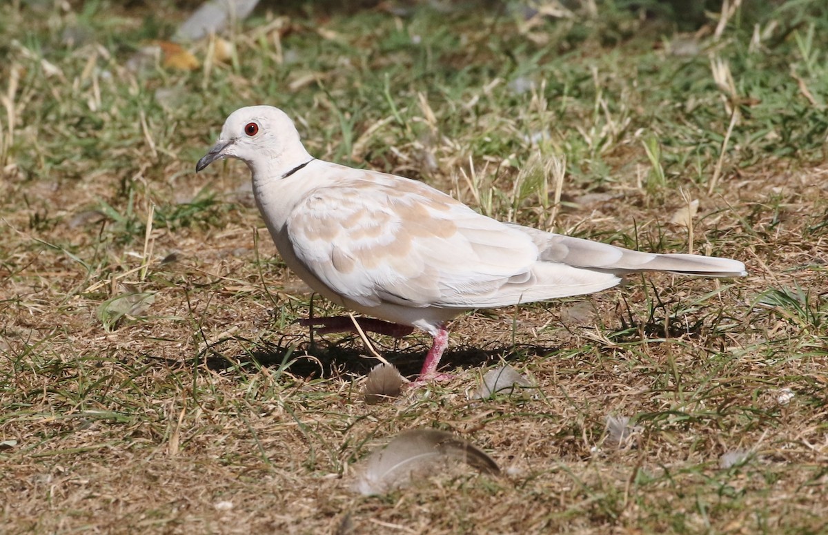 African Collared-Dove - ML146304521