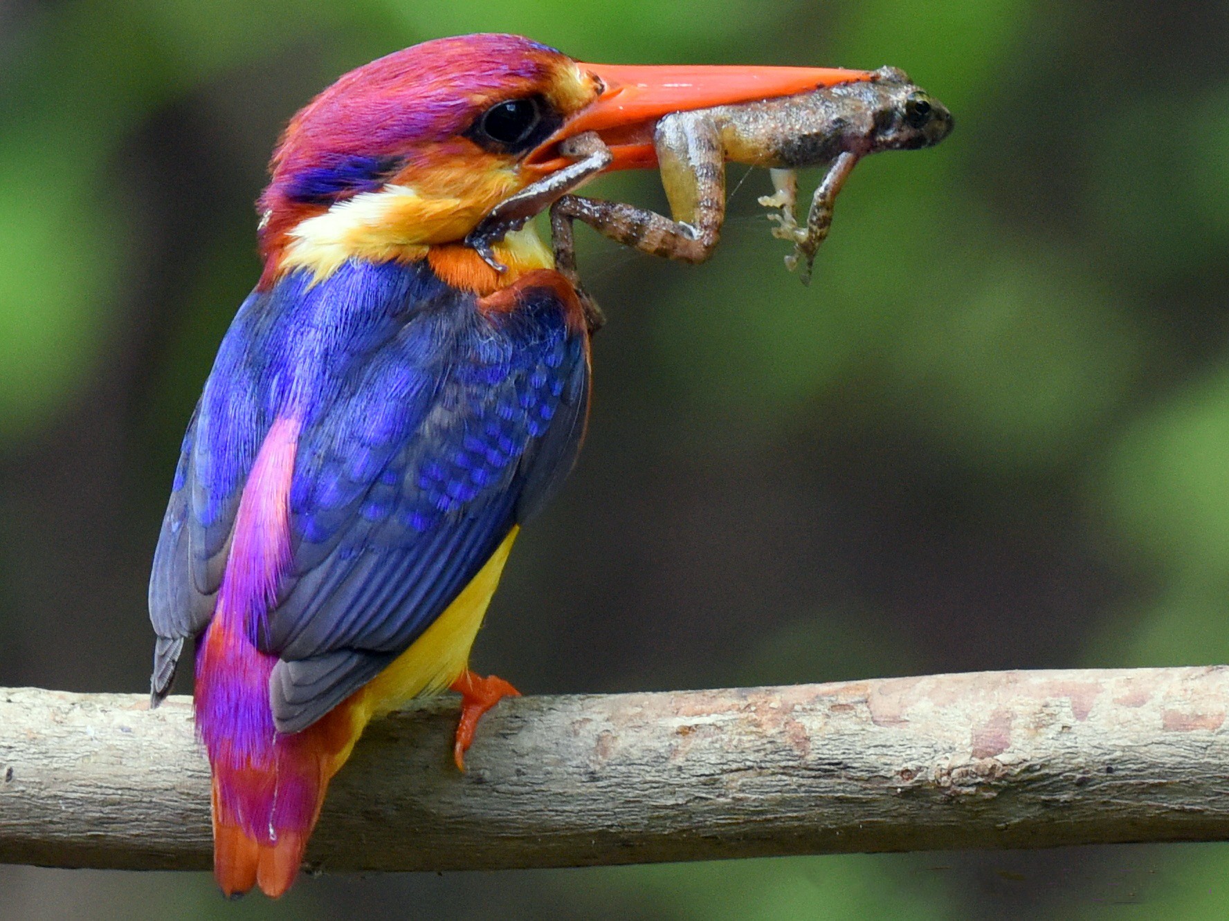 Black-backed Dwarf-Kingfisher - Raghav Gupta