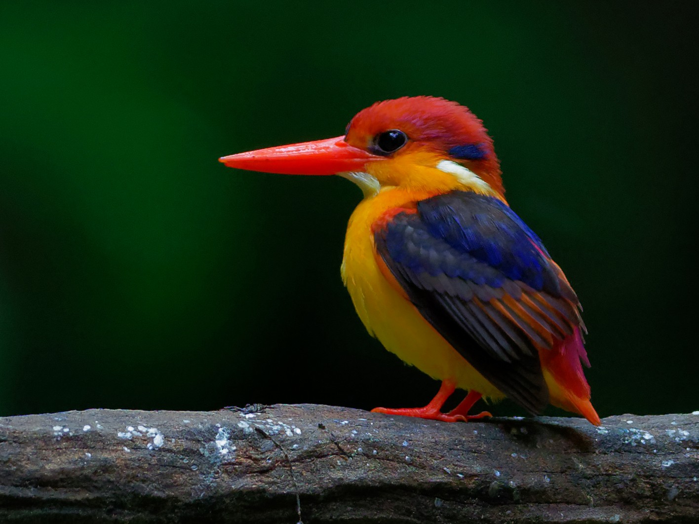 Black-backed Dwarf-Kingfisher - Vincent Wang