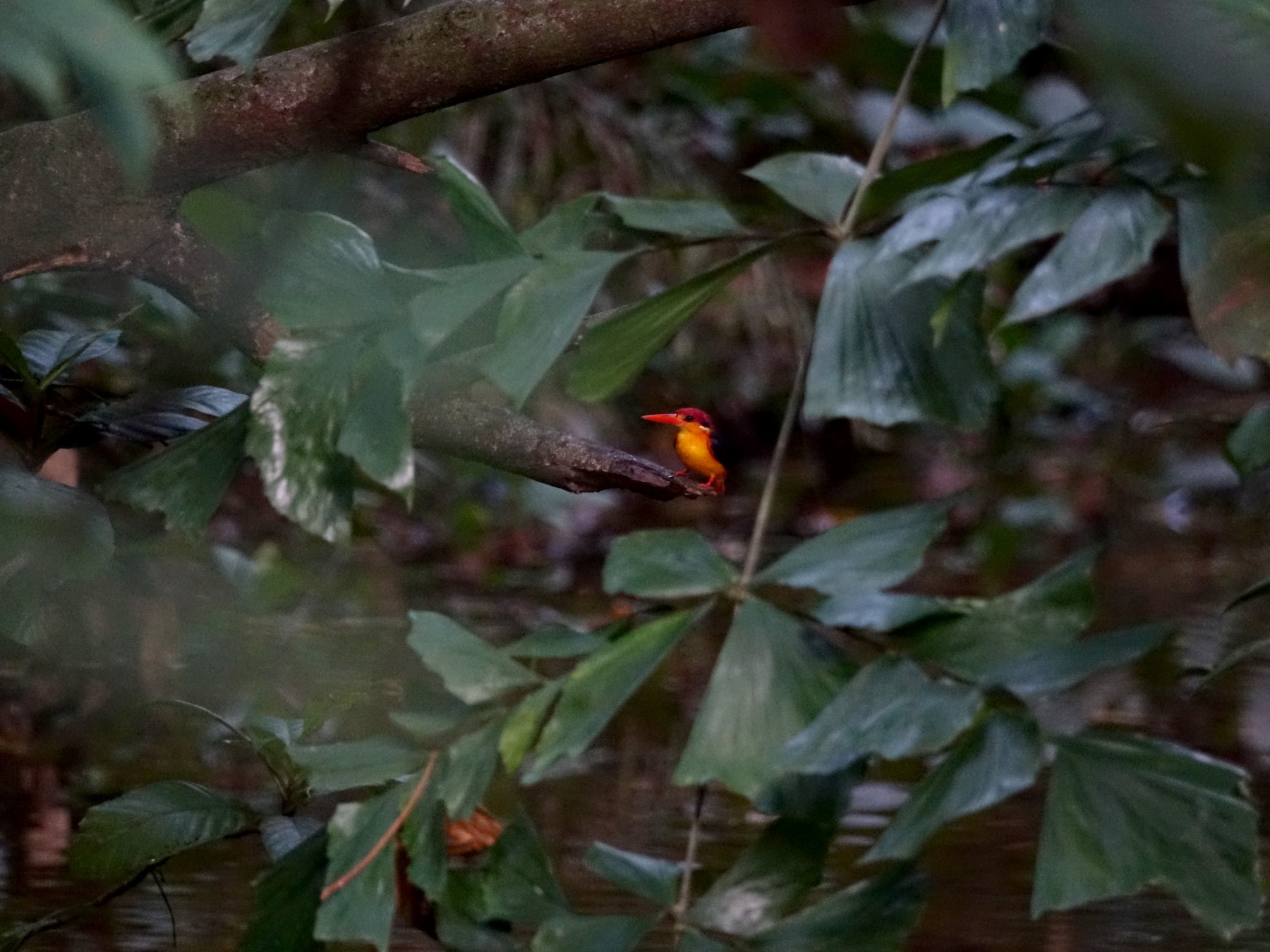 Black-backed Dwarf-Kingfisher - Raghav Narayanswamy