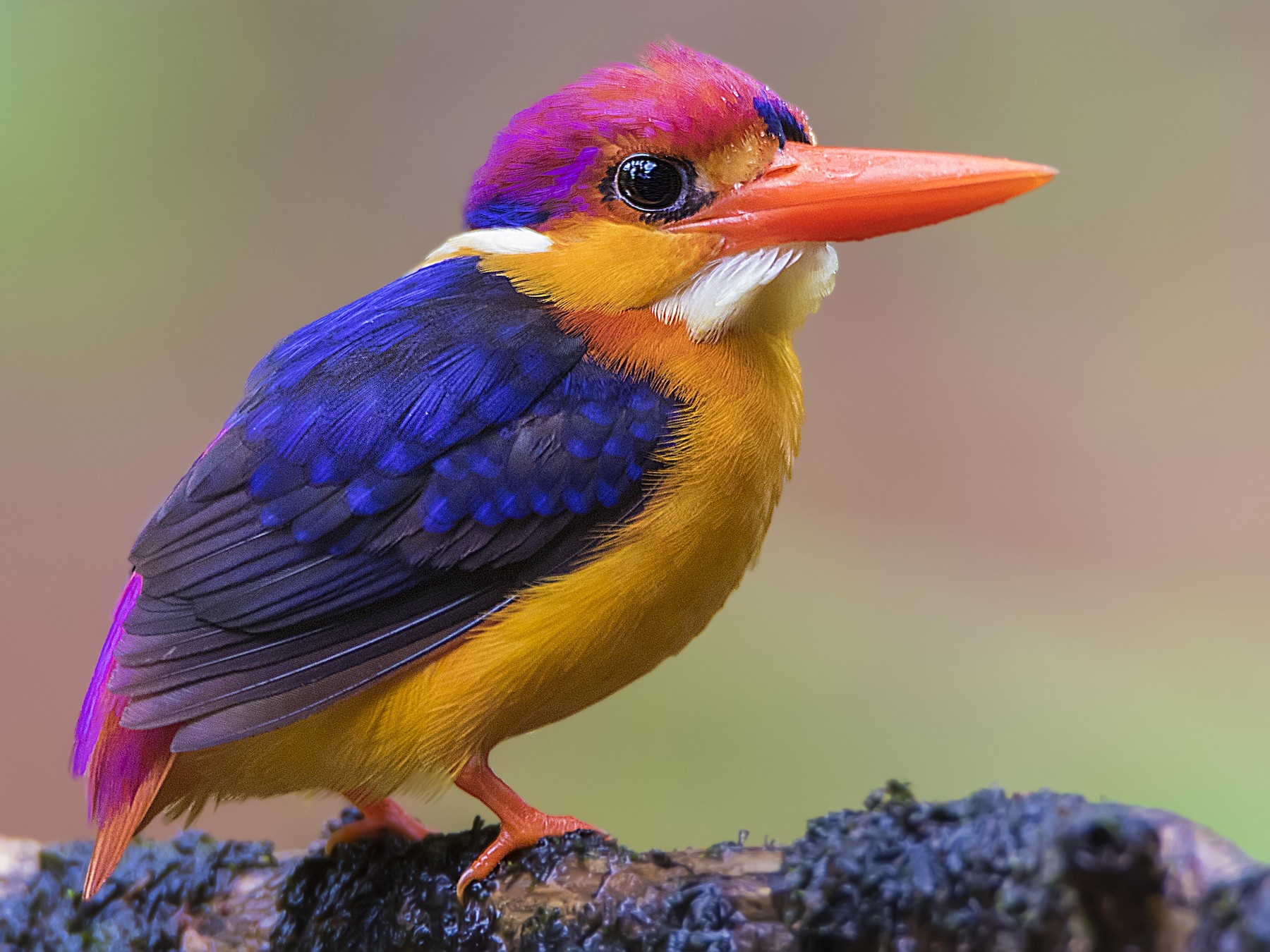 Black-backed Dwarf-Kingfisher - Saswat Mishra