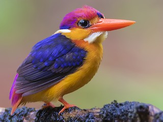 Black Backed Dwarf Kingfisher Ceyx Erithaca Birds Of The World