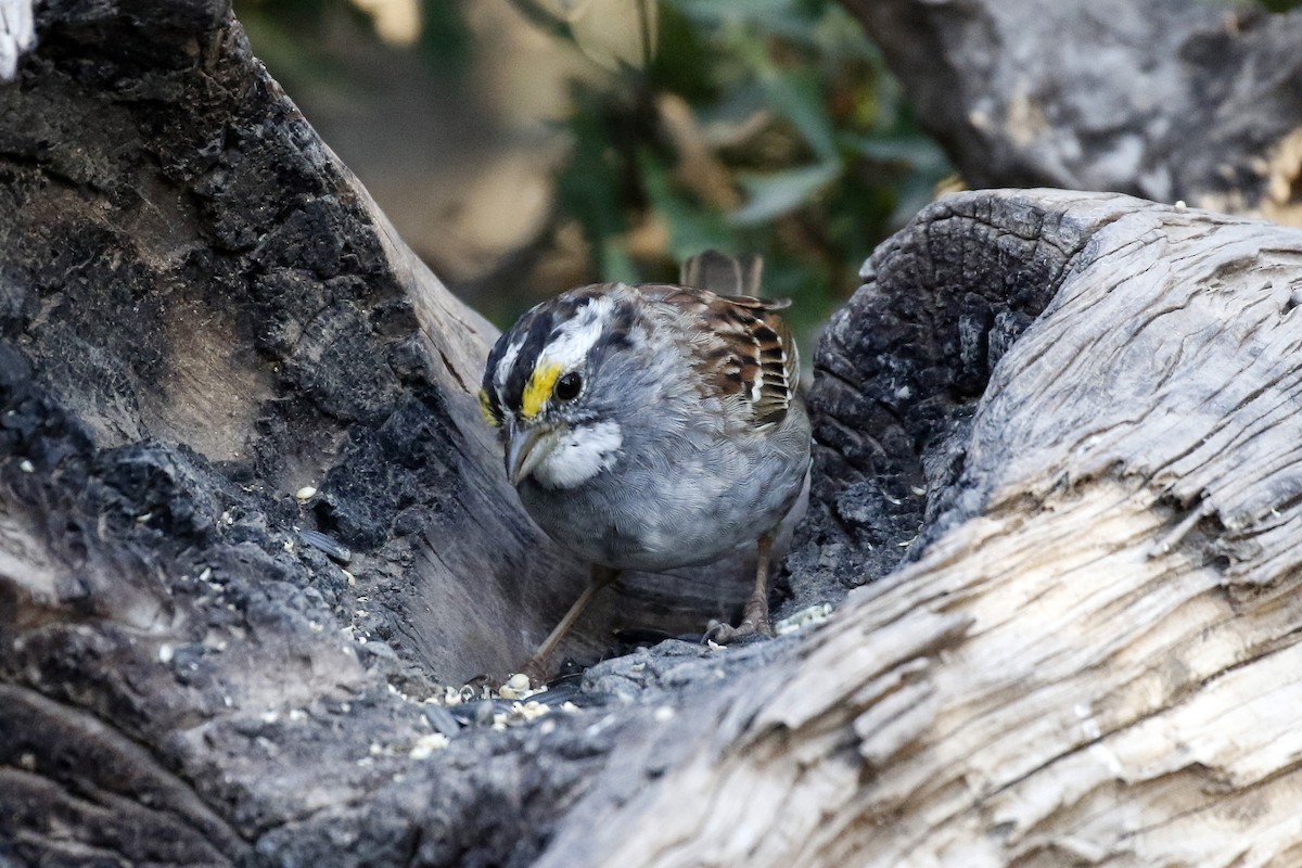 White-throated Sparrow - David McQuade