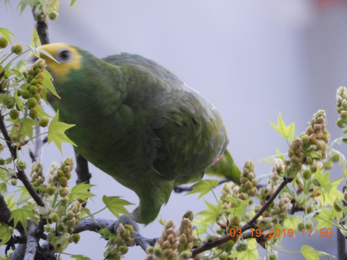 Yellow-headed Parrot - ML146309691
