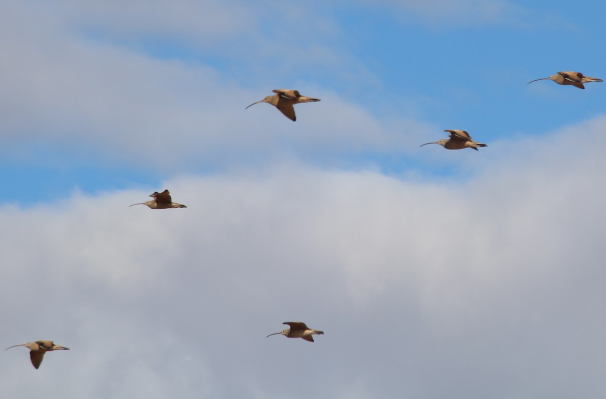 Long-billed Curlew - ML146310771
