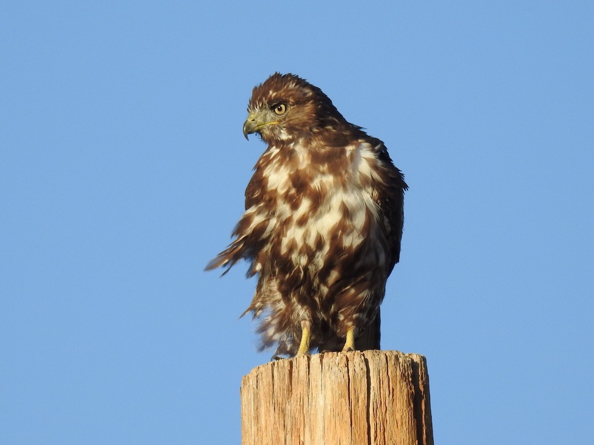 Red-tailed Hawk - Brian Johnson