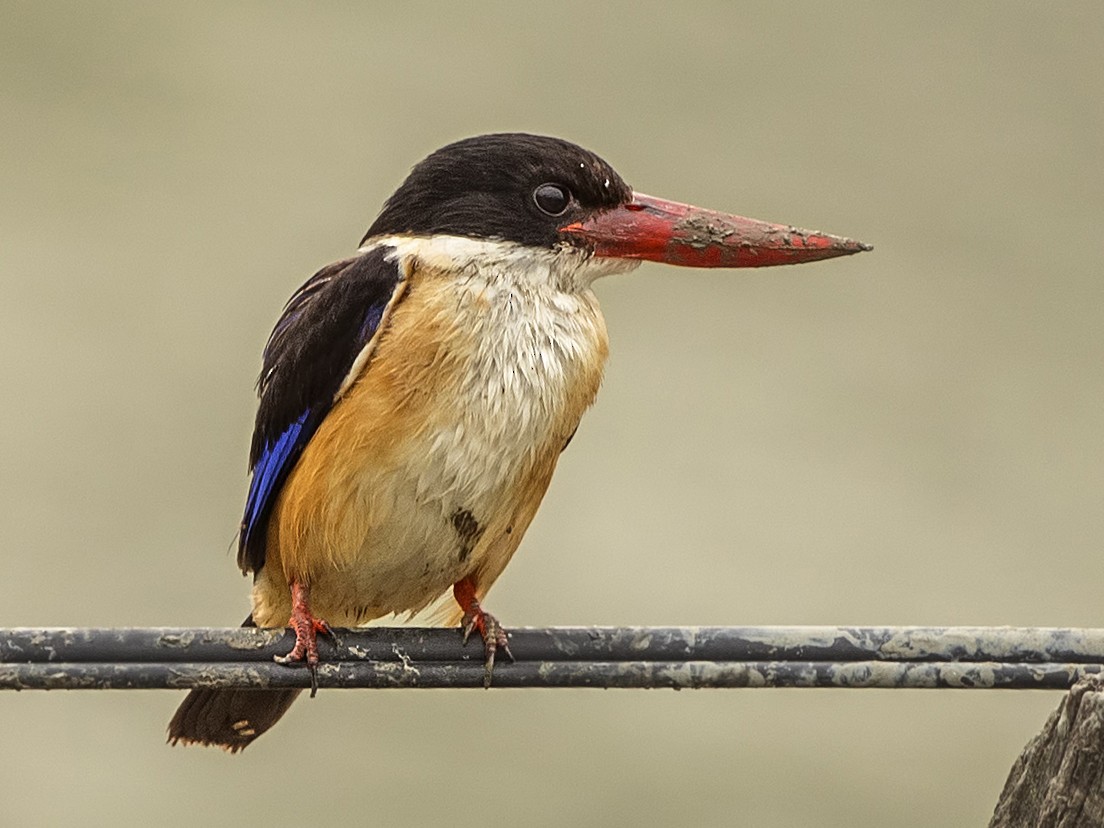 Black-capped Kingfisher - H. Çağlar Güngör