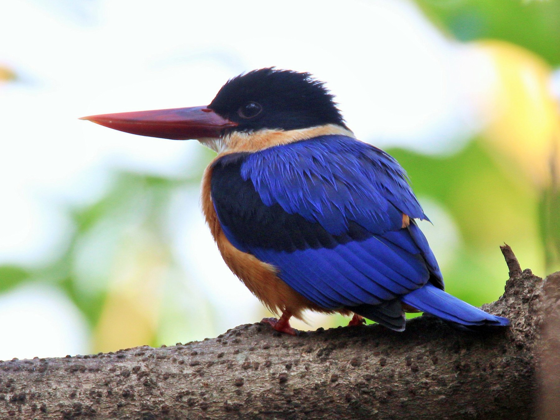 Black-capped Kingfisher - Aravind Amirtharaj