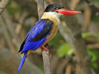 野鳥 鳥 羽根 ヤマショウビンの羽根