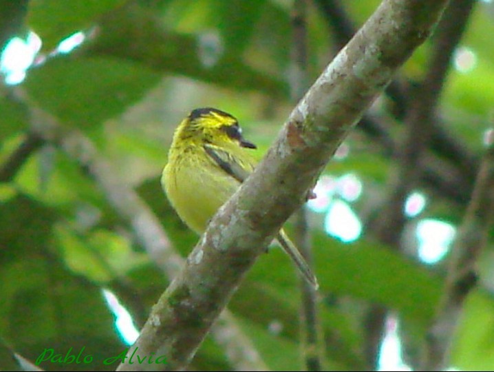 Yellow-browed Tody-Flycatcher - Pablo Alvia
