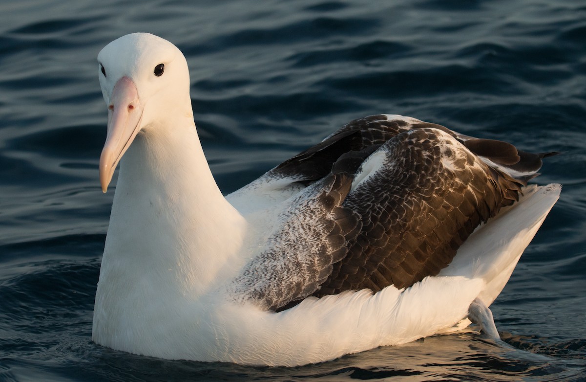Southern Royal Albatross - Mark Dettling