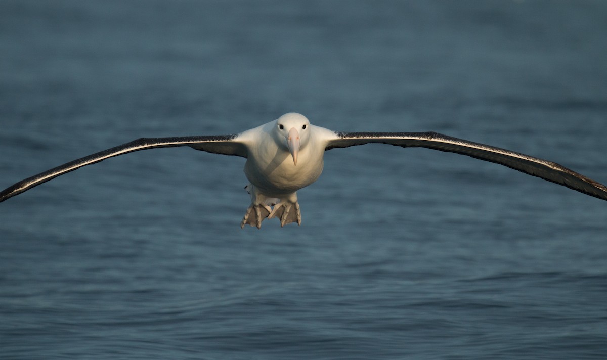 Southern Royal Albatross - Mark Dettling
