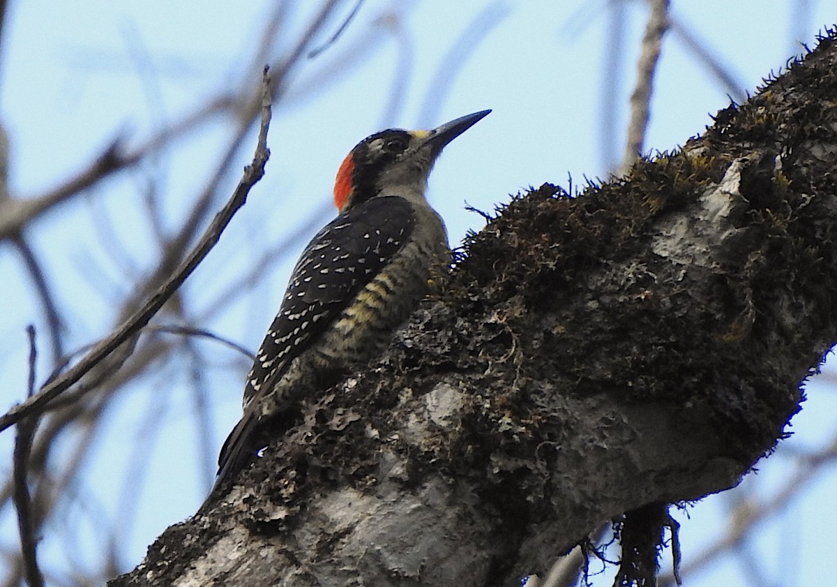 Black-cheeked Woodpecker - Ad Konings