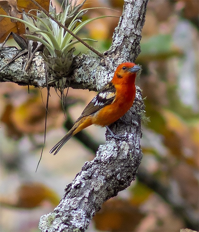 Flame-colored Tanager - ML146315041