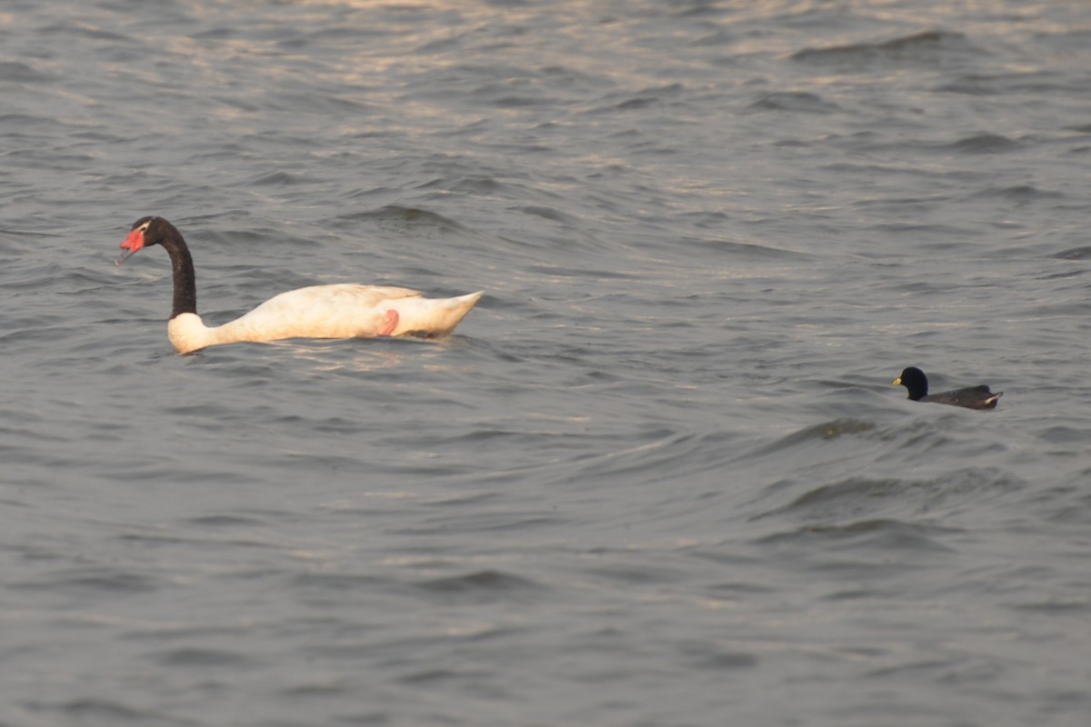Black-necked Swan - Patricio Hurtado