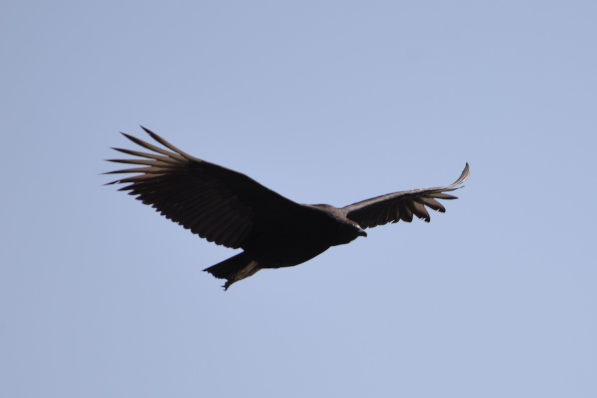Black Vulture - Patricio Hurtado