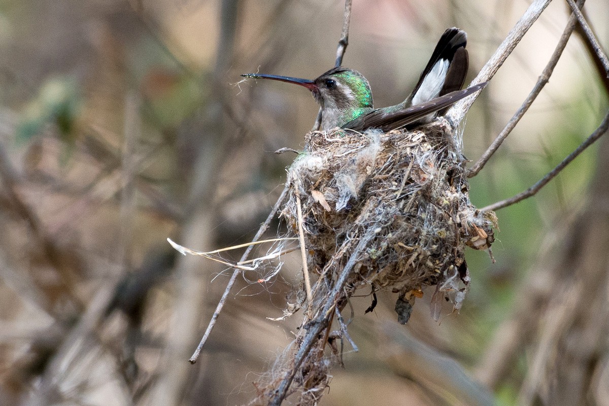 Broad-billed Hummingbird - Juan Miguel Artigas Azas